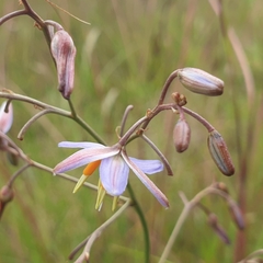 Dianella amoena