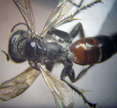 Tachysphex latifrons