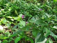 Hypoestes purpurea
