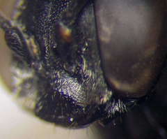 Tachysphex latifrons