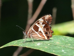 Oxeoschistus tauropolis tauropolis