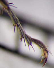 Tachysphex latifrons