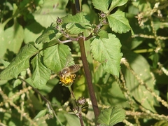 Apis cerana japonica