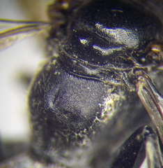 Tachysphex latifrons