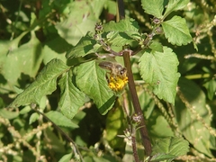 Apis cerana japonica