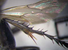 Tachysphex latifrons