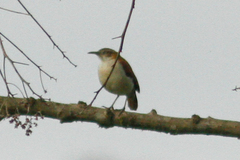 Furnarius leucopus cinnamomeus