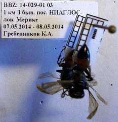 Tachysphex latifrons