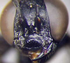 Tachysphex latifrons