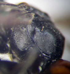 Tachysphex latifrons