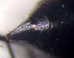 Tachysphex latifrons