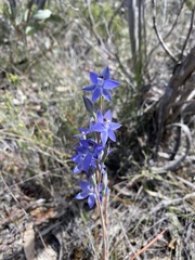Thelymitra alcockiae