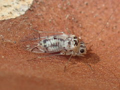 Metylophorus purus