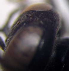 Tachysphex latifrons