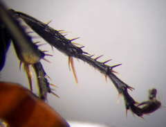 Tachysphex latifrons