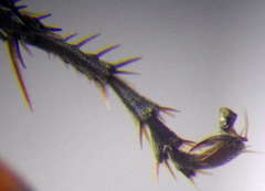 Tachysphex latifrons