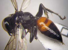 Tachysphex latifrons