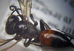 Tachysphex latifrons