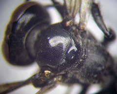 Tachysphex latifrons