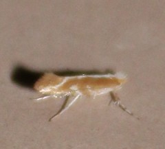 Cameraria quercivorella