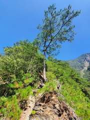 Pinus taiwanensis