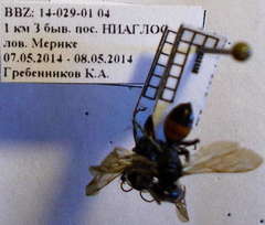 Tachysphex latifrons