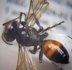 Tachysphex latifrons