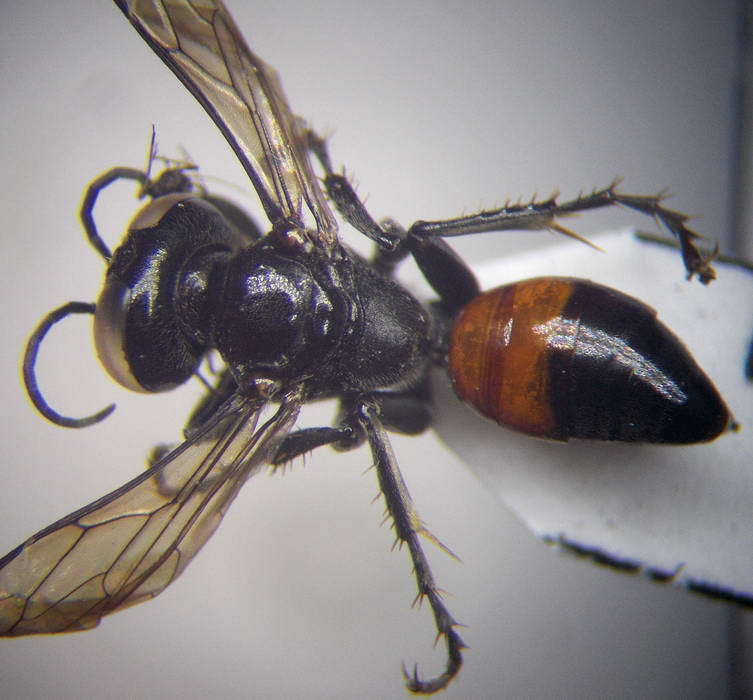 Tachysphex latifrons