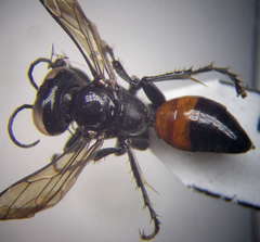 Tachysphex latifrons