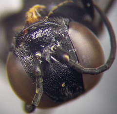 Tachysphex latifrons