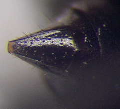 Tachysphex latifrons