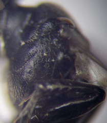 Tachysphex latifrons