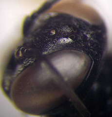 Tachysphex latifrons