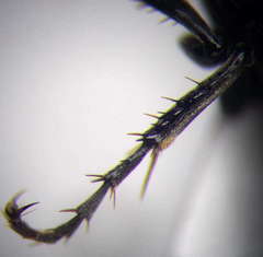 Tachysphex latifrons