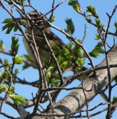 Chondestes grammacus