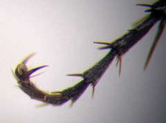 Tachysphex latifrons