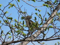 Chondestes grammacus