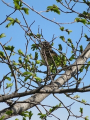 Chondestes grammacus