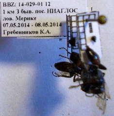 Tachysphex latifrons