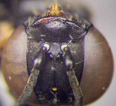 Tachysphex latifrons