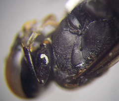 Tachysphex latifrons