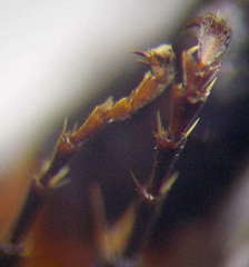 Tachysphex latifrons