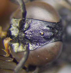 Tachysphex latifrons