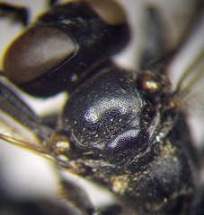 Tachysphex latifrons