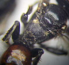 Tachysphex latifrons