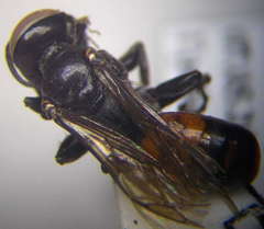 Tachysphex latifrons