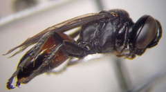 Tachysphex latifrons