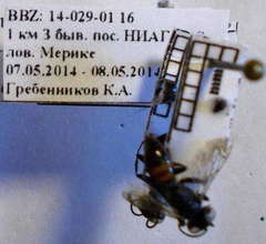 Tachysphex latifrons