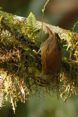 Anabacerthia variegaticeps