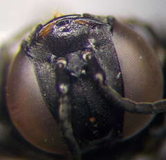 Tachysphex latifrons